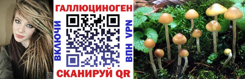 kraken рабочий сайт  Алейск  Псилоцибиновые грибы Magic Shrooms  купить  